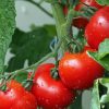 Comment récupérer les graines de tomates ?