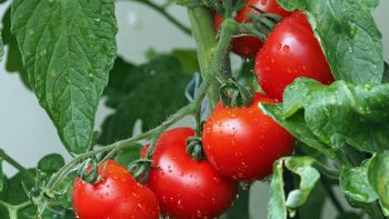 Comment récupérer les graines de tomates ?